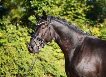 Oldenburger, Ruin, 4 Jaar, 171 cm, Zwart