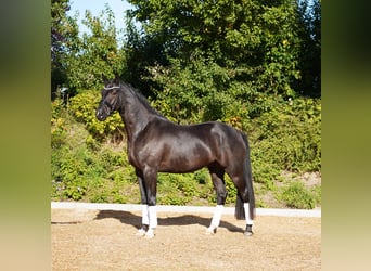 Oldenburger, Ruin, 4 Jaar, 171 cm, Zwart