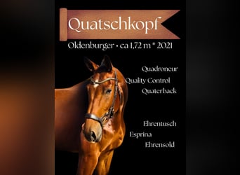 Oldenburger, Ruin, 4 Jaar, 172 cm, Bruin