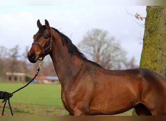 Oldenburger, Ruin, 4 Jaar, 172 cm, Bruin