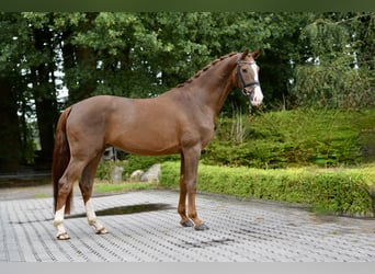 Oldenburger, Ruin, 4 Jaar, 172 cm, Donkere-vos