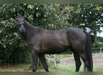 Oldenburger, Ruin, 4 Jaar, 172 cm, Zwart