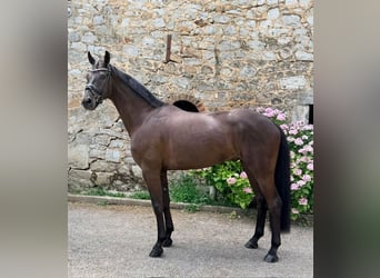 Oldenburger, Ruin, 4 Jaar, 172 cm, Zwart