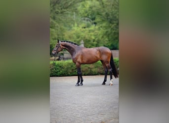 Oldenburger, Ruin, 4 Jaar, 173 cm, Bruin