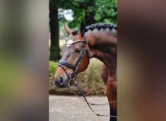 Oldenburger, Ruin, 4 Jaar, 173 cm, Bruin