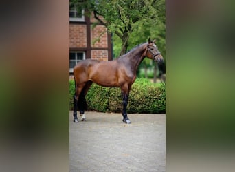 Oldenburger, Ruin, 4 Jaar, 173 cm, Bruin