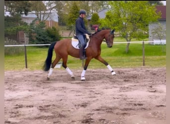 Oldenburger, Ruin, 4 Jaar, 173 cm, Bruin
