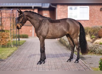 Oldenburger, Ruin, 4 Jaar, 173 cm, Donkerbruin