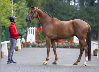 Oldenburger, Ruin, 4 Jaar, 173 cm, Donkere-vos