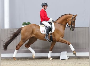 Oldenburger, Ruin, 4 Jaar, 173 cm, Donkere-vos