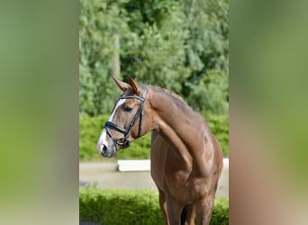Oldenburger, Ruin, 4 Jaar, 173 cm, Donkere-vos
