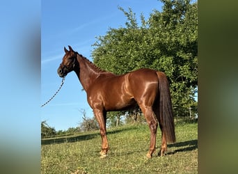 Oldenburger, Ruin, 4 Jaar, 173 cm, Vos