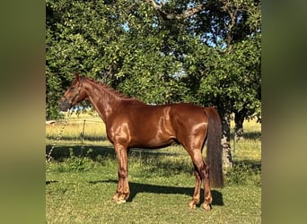 Oldenburger, Ruin, 4 Jaar, 173 cm, Vos