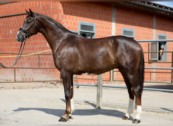 Oldenburger, Ruin, 4 Jaar, 174 cm, Donkere-vos