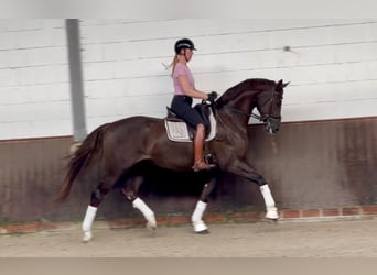 Oldenburger, Ruin, 4 Jaar, 174 cm, Donkere-vos