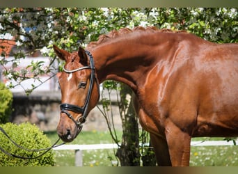 Oldenburger, Ruin, 4 Jaar, 174 cm, Donkere-vos