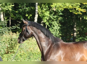 Oldenburger, Ruin, 4 Jaar, 174 cm, Zwartbruin