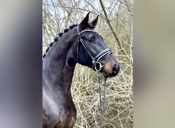 Oldenburger, Ruin, 4 Jaar, 175 cm, Donkerbruin