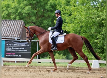 Oldenburger, Ruin, 4 Jaar, 175 cm, Donkere-vos