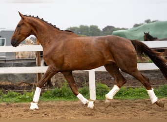 Oldenburger, Ruin, 4 Jaar, 175 cm, Donkere-vos