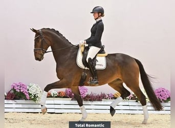 Oldenburger, Ruin, 4 Jaar, 176 cm, Bruin