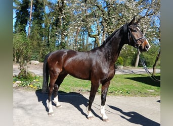 Oldenburger, Ruin, 4 Jaar, 176 cm, Donkerbruin