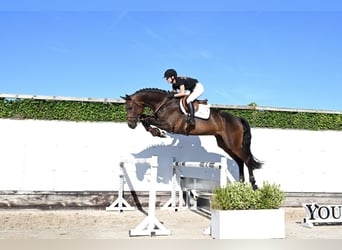 Oldenburger, Ruin, 4 Jaar, 177 cm, Bruin