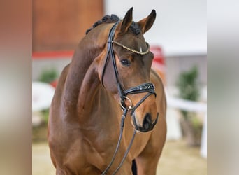 Oldenburger, Ruin, 4 Jaar, Bruin