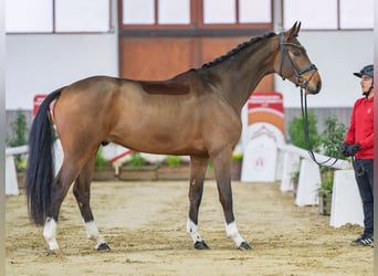 Oldenburger, Ruin, 4 Jaar, Bruin