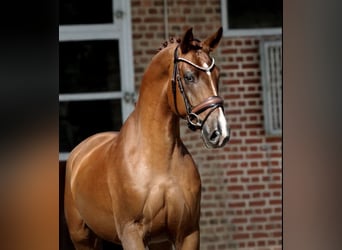 Oldenburger, Ruin, 4 Jaar, Vos