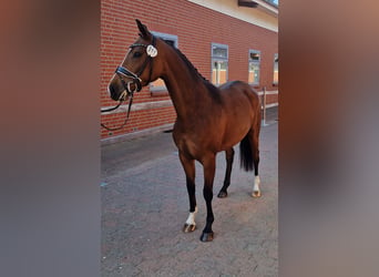 Oldenburger, Ruin, 5 Jaar, 160 cm, Bruin