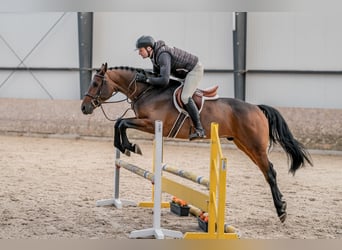 Oldenburger, Ruin, 5 Jaar, 160 cm