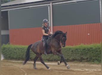 Oldenburger, Ruin, 5 Jaar, 162 cm, Donkerbruin