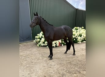 Oldenburger, Ruin, 5 Jaar, 162 cm, Zwart