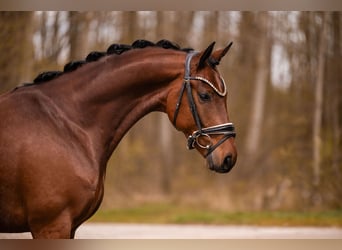 Oldenburger, Ruin, 5 Jaar, 163 cm, Bruin