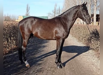 Oldenburger, Ruin, 5 Jaar, 163 cm, Donkerbruin