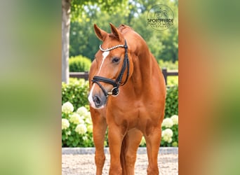 Oldenburger, Ruin, 5 Jaar, 163 cm, Vos