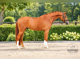 Oldenburger, Ruin, 5 Jaar, 163 cm, Vos
