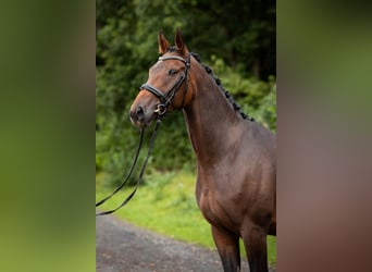 Oldenburger, Ruin, 5 Jaar, 165 cm, Bruin