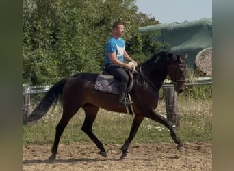 Oldenburger, Ruin, 5 Jaar, 166 cm, Bruin
