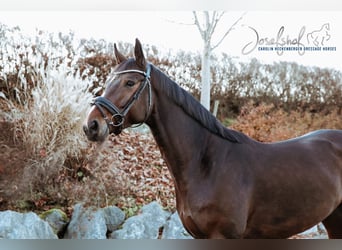 Oldenburger, Ruin, 5 Jaar, 166 cm, Bruin