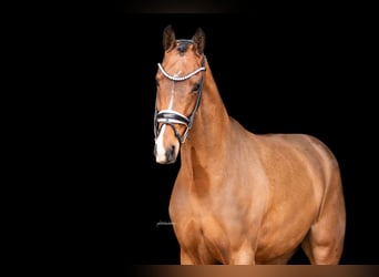 Oldenburger, Ruin, 5 Jaar, 166 cm, Bruin