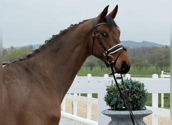 Oldenburger, Ruin, 5 Jaar, 166 cm, Bruin