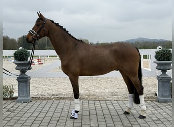 Oldenburger, Ruin, 5 Jaar, 166 cm, Bruin