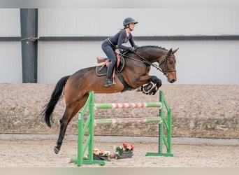 Oldenburger, Ruin, 5 Jaar, 166 cm, Donkerbruin