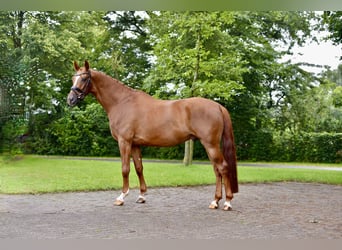 Oldenburger, Ruin, 5 Jaar, 166 cm, Vos