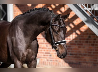 Oldenburger, Ruin, 5 Jaar, 166 cm, Zwartbruin