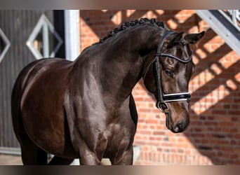 Oldenburger, Ruin, 5 Jaar, 166 cm, Zwartbruin