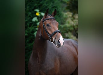 Oldenburger, Ruin, 5 Jaar, 167 cm, Bruin