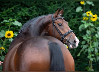 Oldenburger, Ruin, 5 Jaar, 167 cm, Bruin